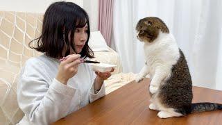 納豆を食べてたら猫が来てこうなったw