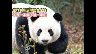 Neighbors of the giant panda Hehua huahua大熊猫花花的邻居降级生宝妹，不是一家熊不进一家门，不愧是6号别墅