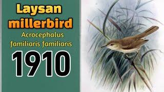 Laysan millerbird Animais extintos pela humanidade ( Acrocephalus familiaris familiaris )