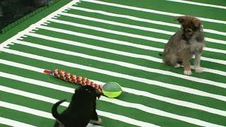 Puppy Bowl 2023 Part Two - The First Quarter