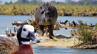 White Faced whistling duck