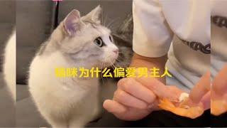 猫咪为什么偏爱男主人呢？