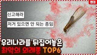 현상금까지 걸렸다고!? 우리나라 생태계를 쑥대밭으로 만들어 놓은 최악의 외래종 TOP6