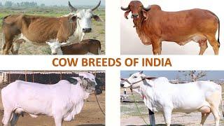 Cow Breeds of India   | Livestock | Indian Animals