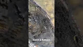 Trout