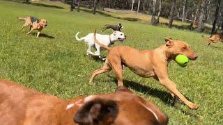 Relaxing Video of Dogs Running in Big Open Field | The Farm