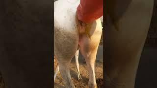 Pregnancy check of a young  white Mare |Full video |village info