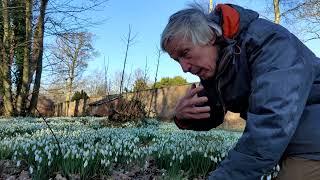 Snowdrops 2020 with John Hornyak @lythamhall