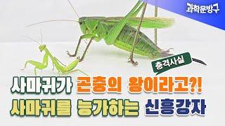 사마귀가 곤충의 왕이라구?! 사마귀를 능가하는 신흥강자 여치~ #사마귀#여치#신흥강자