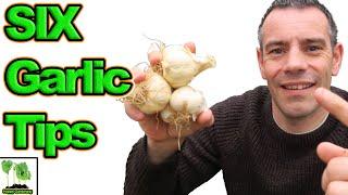 How To Grow Garlic At Home | 6 Amazing Tips