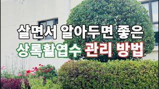 "쉽고 간편한 사철나무와 영산홍 가지치기 방법, 상록활엽수 관리 비법을 놓치지 마세요!"