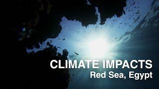 Climate change impacts in the Middle East & North Africa - Greenpeace MENA - Red Sea, Egypt