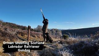 Driven Pheasant & Partridge Shooting with a Labrador Retriever Gundog