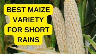 Best hybrid maize varieties to plant in October short rains in Kenya