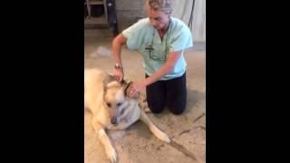 Tally Oaks Veterinary Service offers medical grooming