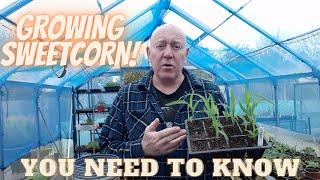 Growing Sweetcorn [What You Need To Know [Gardening Allotment UK] [Home Growing Veg ]