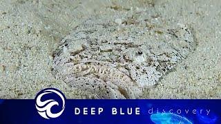 Stargazer fish devours prey on the ocean floor