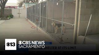 Independent study finds Sacramento's Front Street Animal Shelter is at its limit