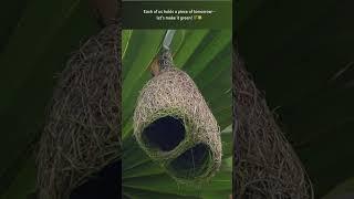 Avian Architect’s Masterpiece ️  #bayaweaver  #nest #nestbuilding #nature