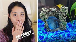 Everything Goes Wrong with Your First Betta Fish