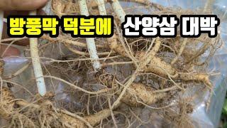 ( 산양 삼캐기 )  방풍막으로 재배 했어요