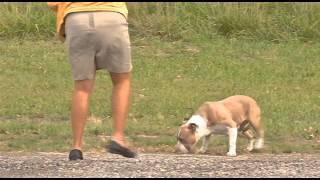 NBC 24 / WNWO News anchor saves lost dog