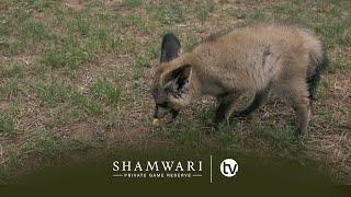 The Wildlife Rehabilitation Centre: A successful release and we welcome another baby hippo