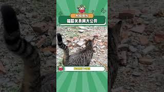 猫届关系网原来是这样的#流浪猫 #找猫大法 #猫咪 #娱乐评论大赏#shorts