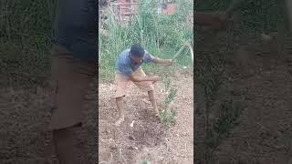PREM BAHADUR KHADKA AGRICULTURE VIDEO