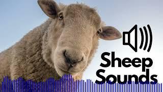 Sheep Sound Effects (Baa) | No Copyright