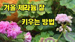 겨울철 제라늄 풍성하게 키우는 비법 공개