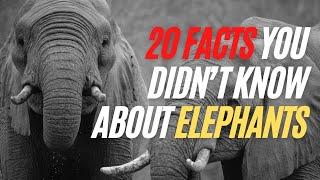 20 Fun Facts You Didn’t Know About Elephants - Amazing Things Elephants Could Do