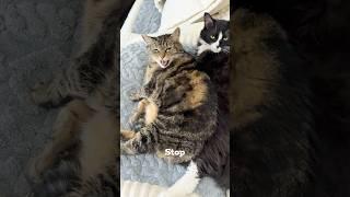 Penny needs a cuddle buddy, she just doesn’t like to admit it! #talkingcat