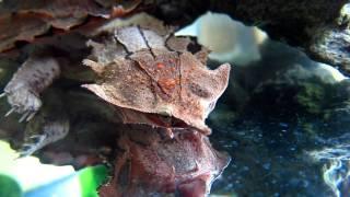 Mata Mata Turtle (Chelus fimbriatus, or fimbriata ) Underwater