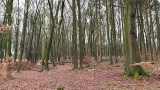 Steinunn's Kennel ‍️ Ganz schönes Spektakel im Wald heute....  