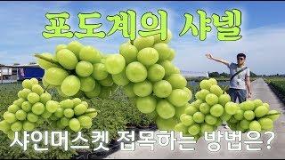 나무아빠 알려주는 달달한 귀족포도,망고포도샤인머스켓의 접목(삽목) 방법!!/Daelim nursery