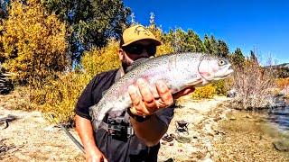 Trout Fishing With Power Eggs @ Big Bear Lake California 20'' Rainbow Trout Caught