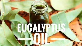 Eucalyptus Oil || How to make Eucalyptus Infused Oil