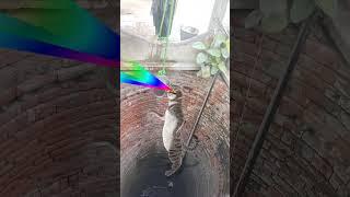 ️#cat #funny  Hay  Allah ️ #cute