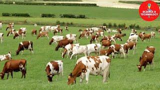 WONDERFUL AYRSHIRE AND SHORTHORN COW DAIRY FARM, MODERN TECHNOLOGY CATTLE FARMING, COW DAIRY FARMING