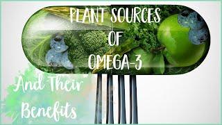 Plant Based Sources of Omega 3 Without Fish Oil | Nutrition