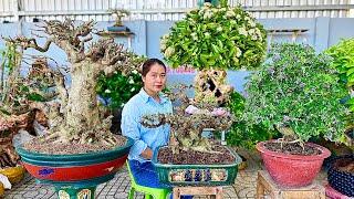 Kiếm giá này hơi khó 25/8 #0939700449 Thúy An chào bán nhiều loại bonsai chi tay nhìn rất phê