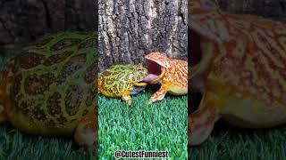 Hilarious Pac-Man Frogs | The Cutest and Funniest Clips!  