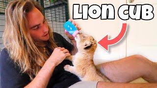 BOTTLE FEEDING BABY LION AND BLACK JAGUAR ! NEWBORN CUBS !!