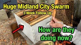 3 WEEK FOLLOW UP - Huge Midland City Honey Bee Swarm