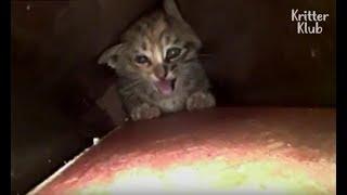 Tiny Kitten Is Strong Enough To Escape From The Narrow Pipe | Animal in Crisis EP29