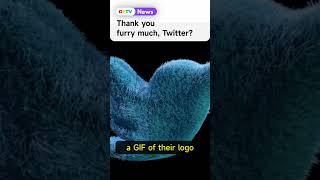 #Twitter literally became #furry #shorts