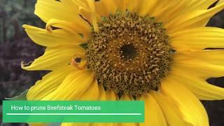 How to prune Beefsteak Tomatoes