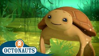 @Octonauts - The Loggerhead Sea Turtle  | World Turtle Day | Full Episodes | Cartoons for Kids