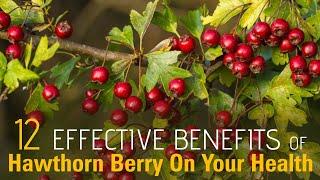 12 Effective Benefits Of Hawthorn Berry On Your Health | Healthspectra